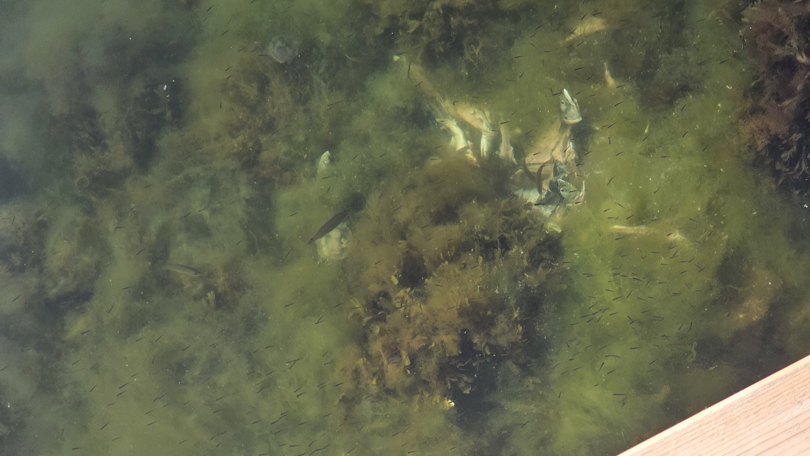 Green harbour water seen from the edge of a wooden quay, tiny fish darting over swaying seaweed