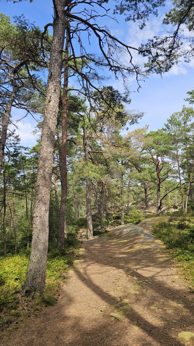 Sunlit pine woods with a mossy rock outcrop and a worn footpath