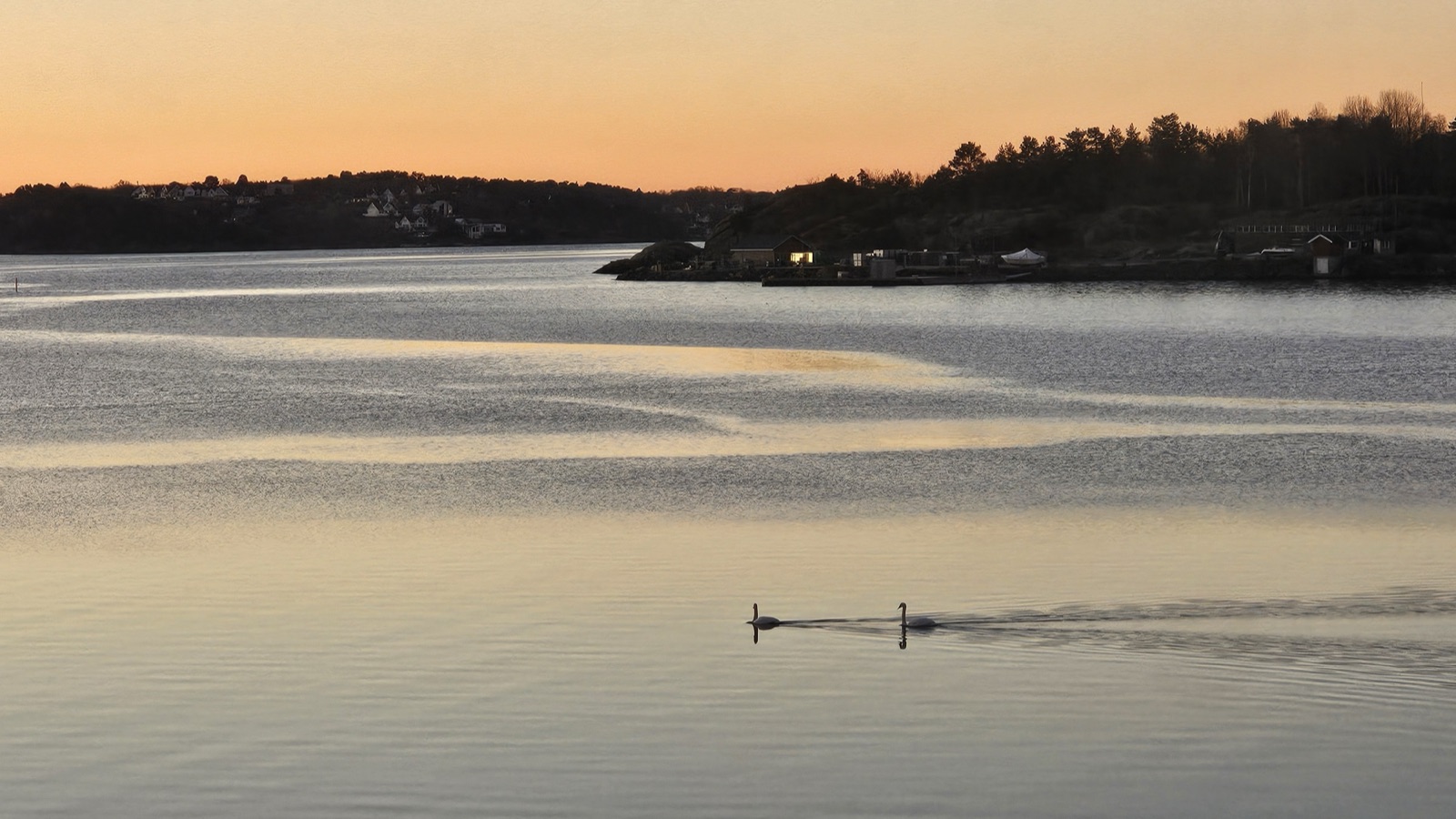 Two swans crossing still water at first light, with boathouses and a wooded shoreline behind them.