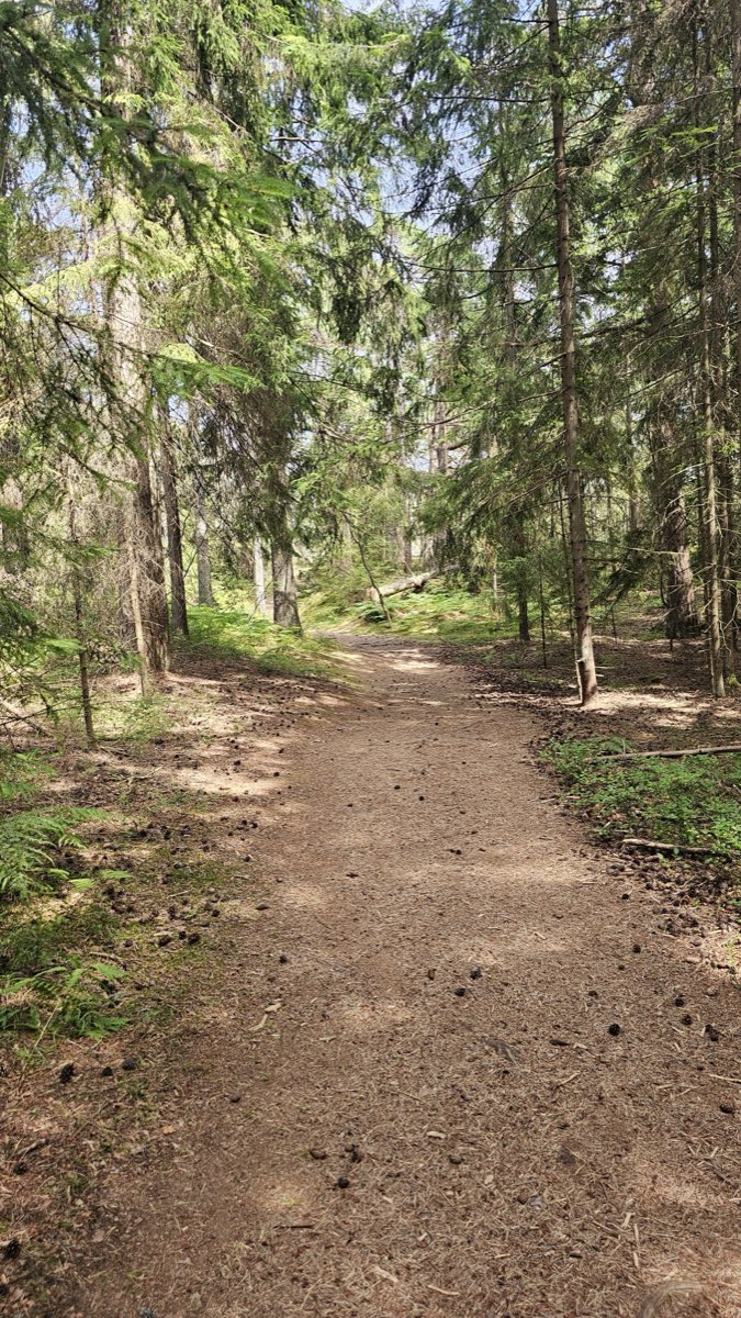 A narrow dirt path running straight through a quiet spruce forest